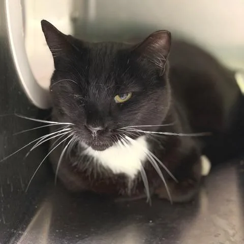 An adult large-sized male Domestic Short Hair cat named C.j. for adoption in Cumming, GA