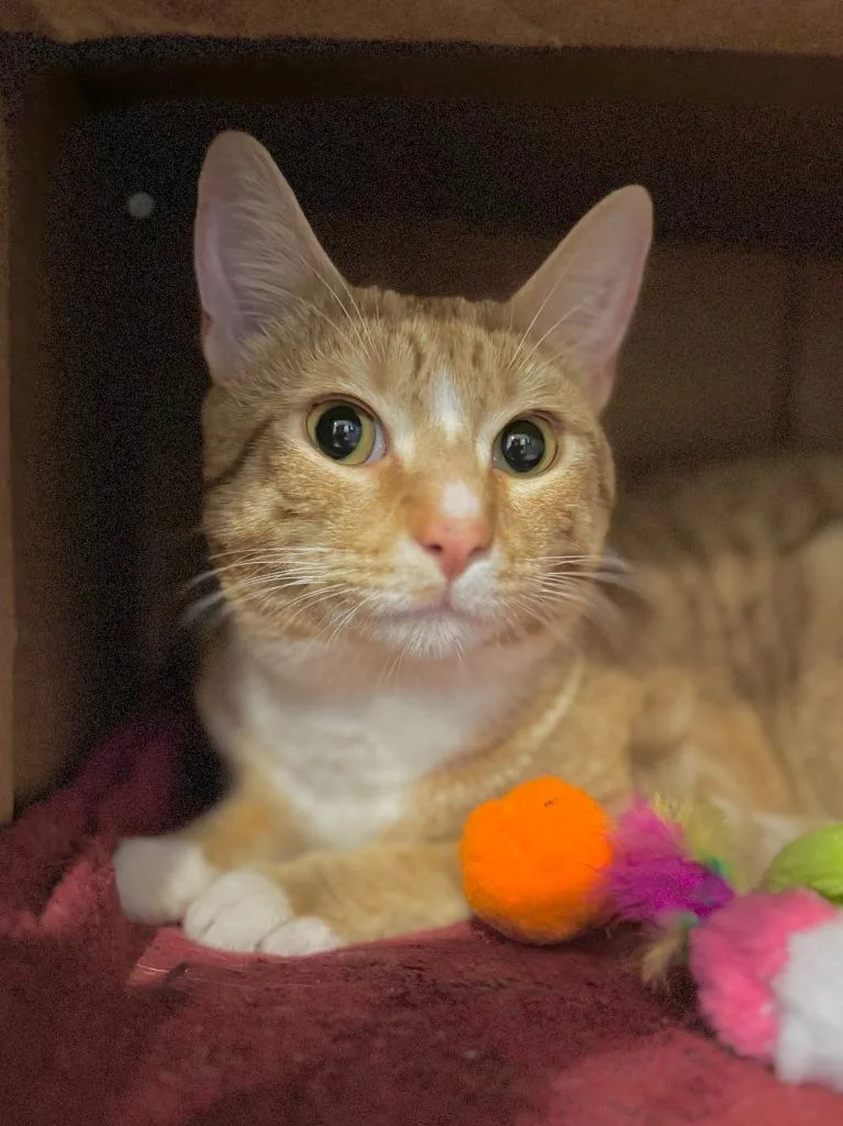 A baby medium-sized male Domestic Short Hair cat named Cheddar for adoption in Brooklyn, NY