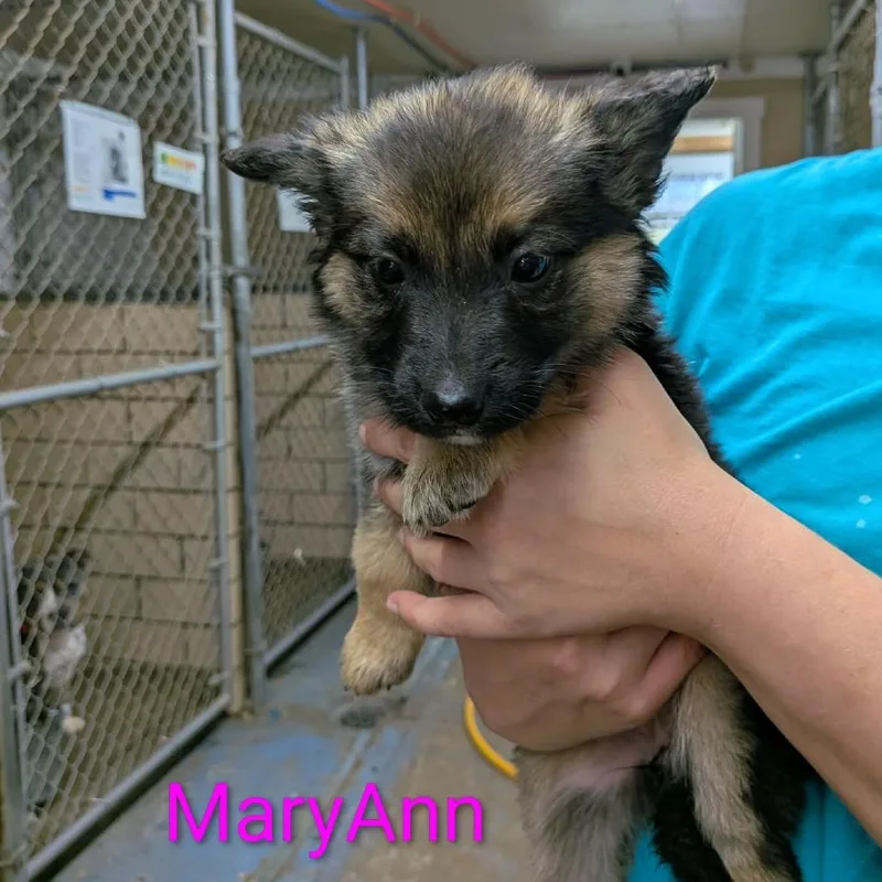 A baby small-sized female Brown / Chocolate German Shepherd Dog dog named Maryann for adoption in Greenville, PA