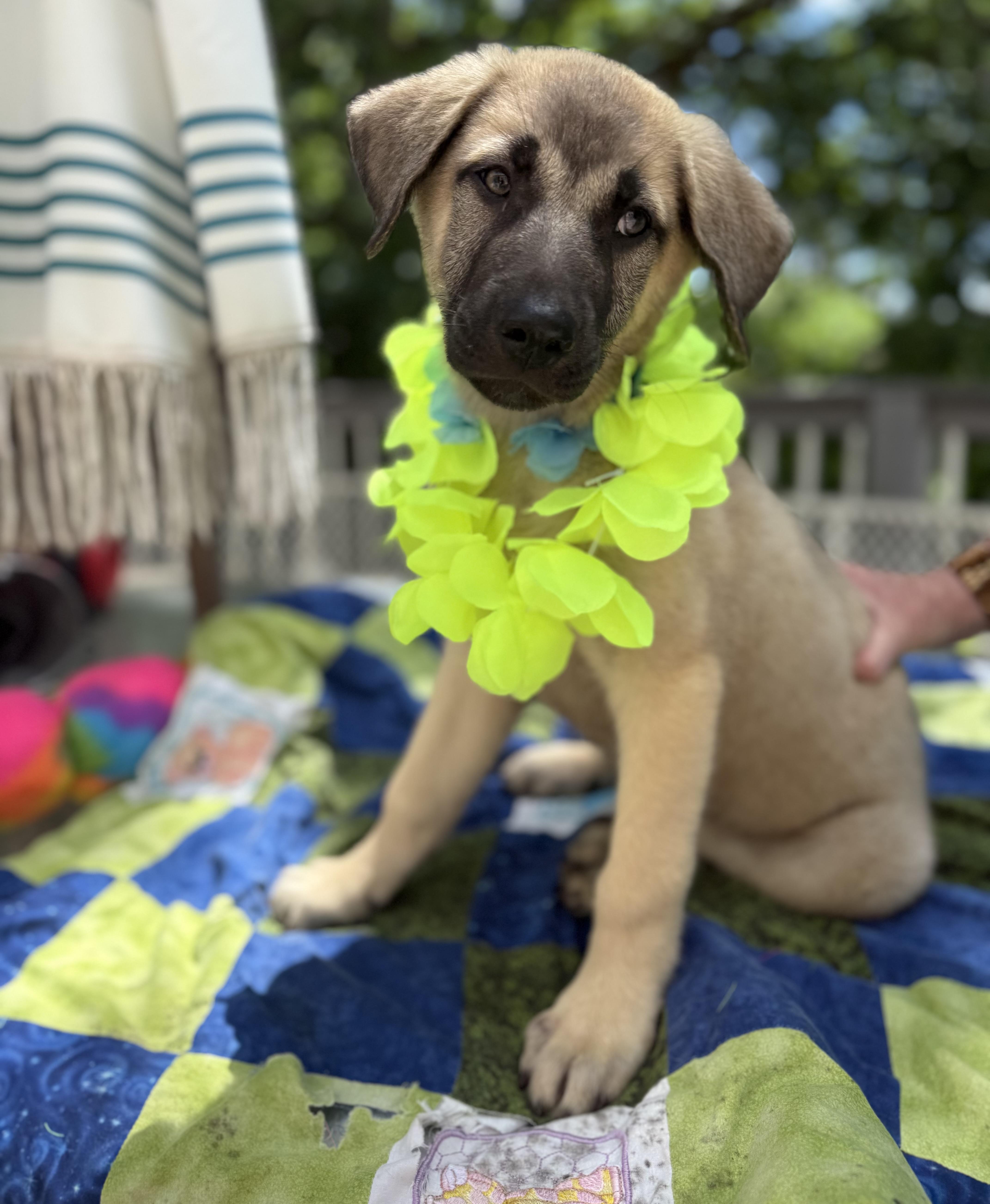 A baby medium-sized male Black Anatolian Shepherd dog named Hunter for adoption in White Lake, MI
