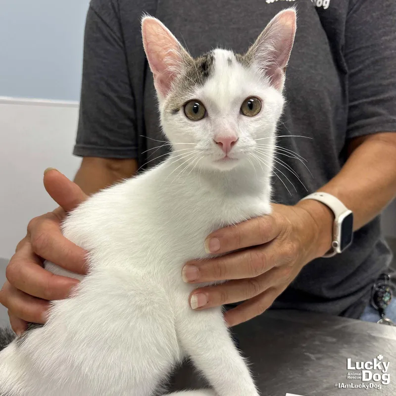A young medium-sized male Domestic Short Hair cat named Marko for adoption in Washington, DC