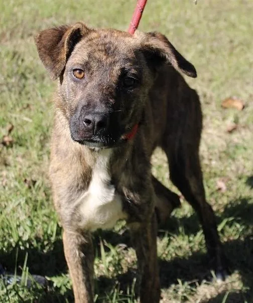 A young medium-sized female Brindle Dutch Shepherd dog named Roxanne for adoption in Calera, AL
