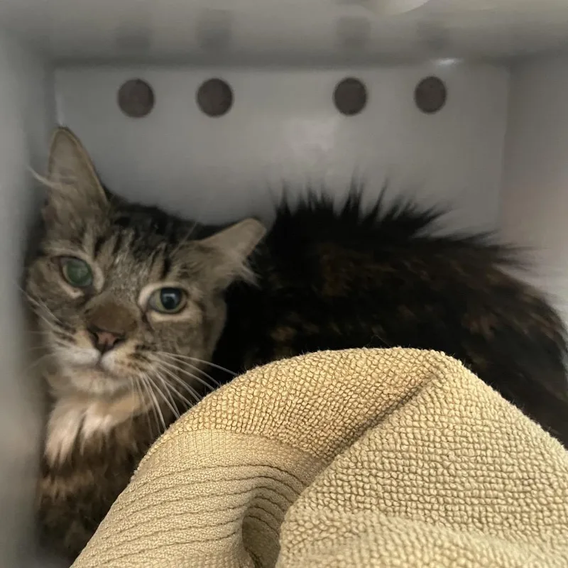 An adult medium-sized female Brown / Chocolate Domestic Short Hair cat named Baby for adoption in Pasadena, CA