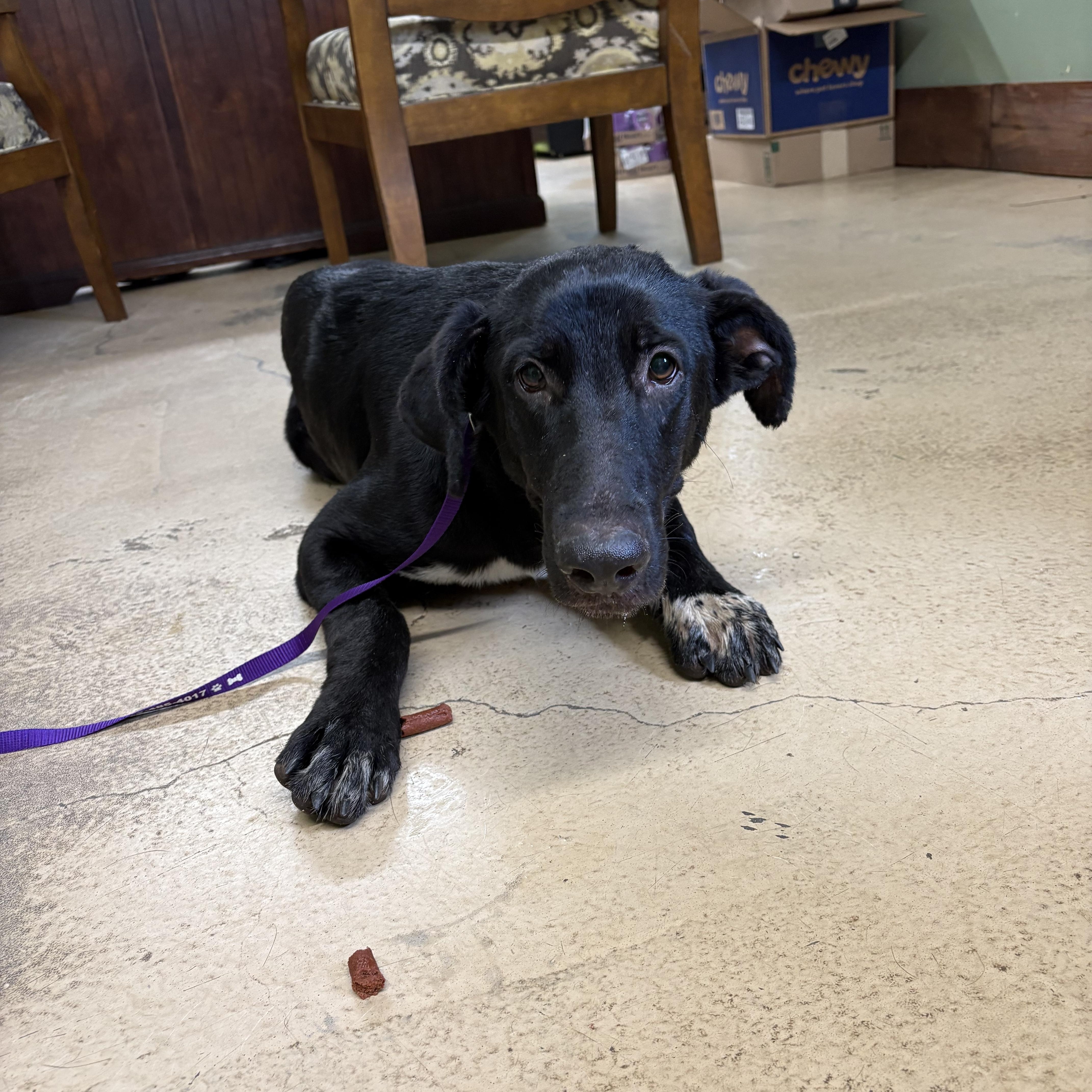 A young large-sized female Black Labrador Retriever dog named April for adoption in Monticello, GA