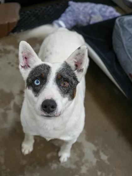 An adult small-sized female Australian Cattle Dog / Blue Heeler dog named Lady for adoption in Bowling Green, KY
