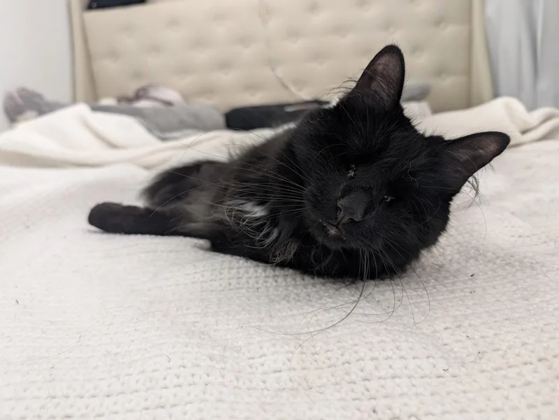 Fang