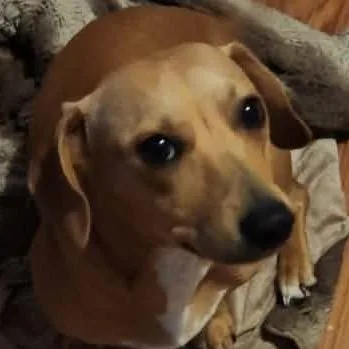 A young small-sized male Yellow / Tan / Blond / Fawn Dachshund dog named Riley Joe for adoption in Olathe, KS