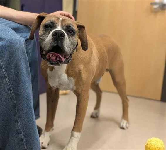A senior large-sized male Boxer dog named Billy Maloney for adoption in Denver, CO
