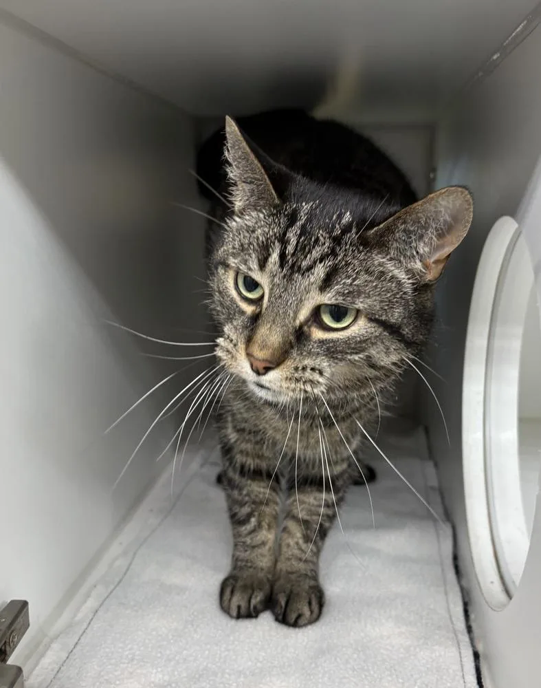An adult large-sized male Brown / Chocolate Domestic Short Hair cat named Bennett for adoption in Rochester, IN