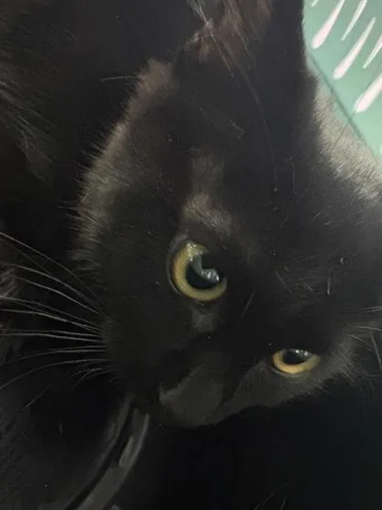 A baby small-sized male Black Domestic Short Hair cat named 61426492 for adoption in El Paso, TX