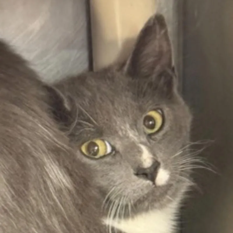A young medium-sized male Gray & White Domestic Short Hair cat named Warbler for adoption in Marshall, NC