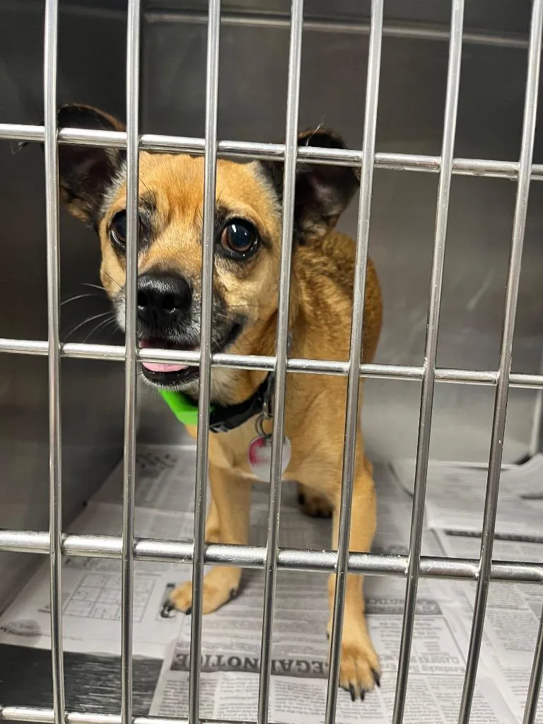 An adult medium-sized male Terrier dog named Hino for adoption in Hopkinsville, KY