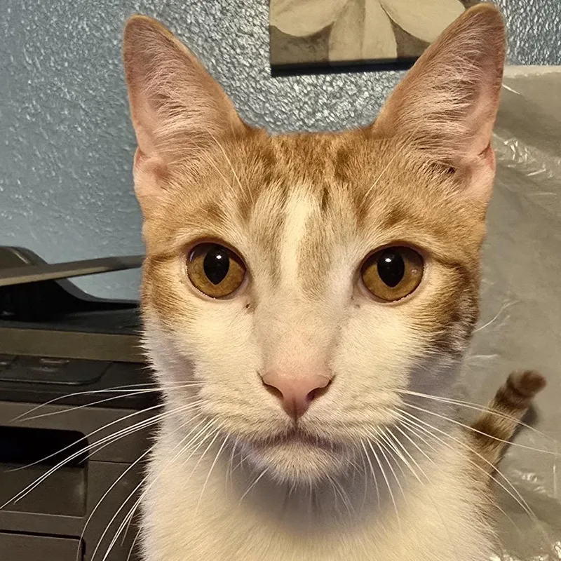 Snickerdoodle thumbnail 2