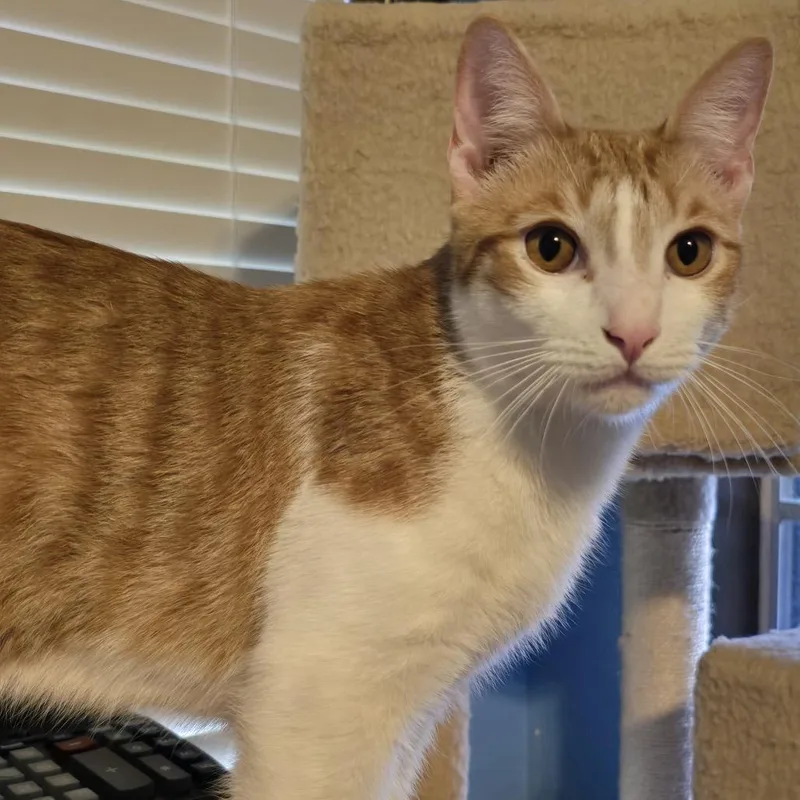 Snickerdoodle thumbnail 3