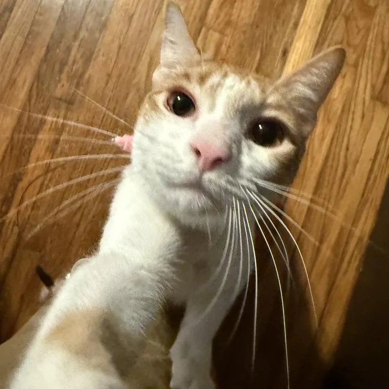 Snickerdoodle thumbnail 4