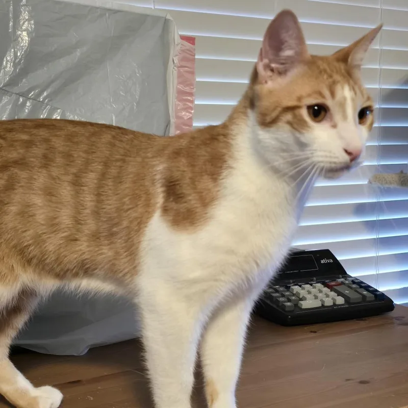 Snickerdoodle thumbnail 5