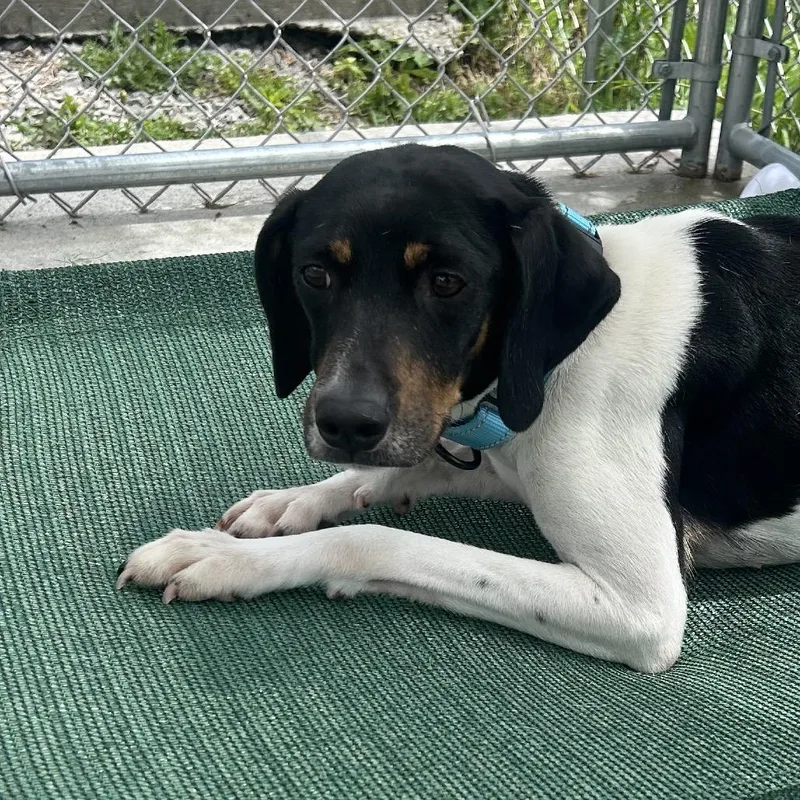 An adult medium-sized female Black Mixed Breed dog named Quinn for adoption in Uniontown, PA