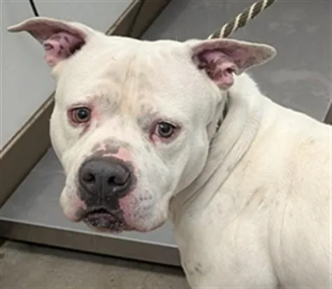 An adult large-sized male Pit Bull Terrier dog named Rio for adoption in Tucson, AZ