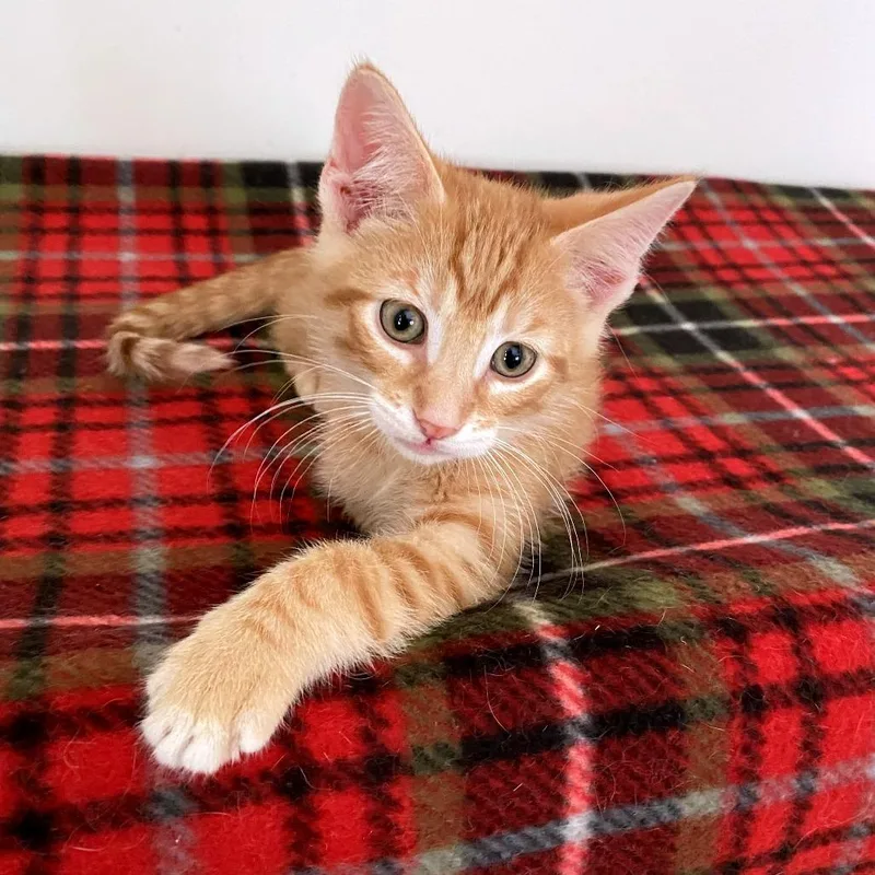 A baby small-sized male Orange / Red Domestic Short Hair cat named Tesla for adoption in Green Bay, WI