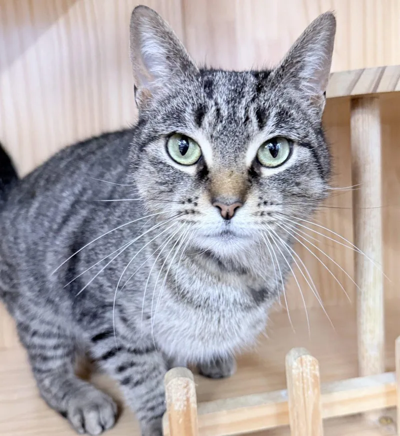 A young medium-sized female Domestic Short Hair cat named Tovi  Year Female for adoption in Sterling, MA
