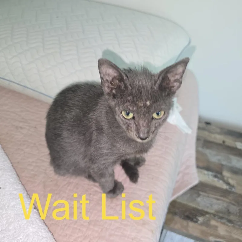 A baby small-sized male Gray / Blue / Silver Domestic Short Hair cat named Greyson for adoption in Livingston, TX
