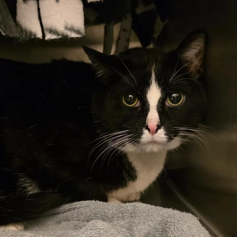 A senior extra large-sized male Black Domestic Short Hair cat named Sammie for adoption in Council Bluffs, IA