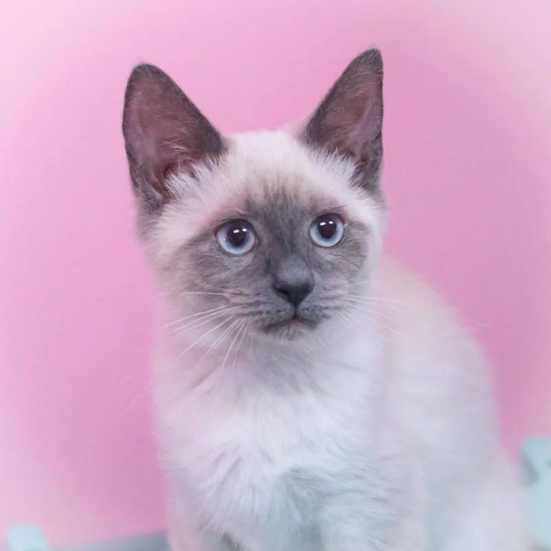 A baby small-sized female Gray / Blue / Silver Siamese cat named Chamira for adoption in Ponte Vedra, FL