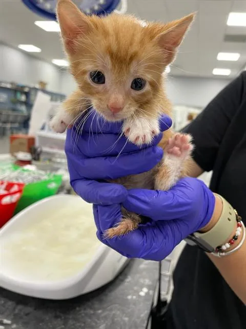 A baby small-sized male Domestic Short Hair cat named Cheese for adoption in Palmetto, FL