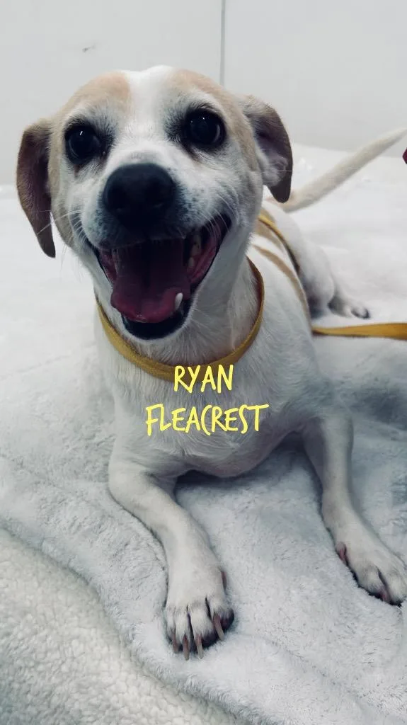 An adult small-sized male Chihuahua dog named Ryan Fleacrest for adoption in Jacksonville, IL