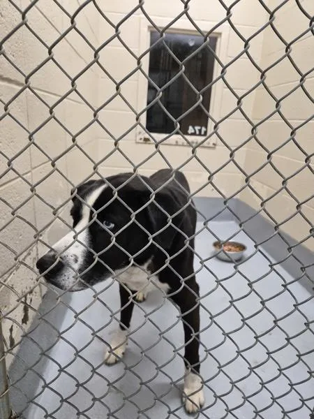 An adult large-sized male Labrador Retriever dog named Pen for adoption in Lawrenceville, GA