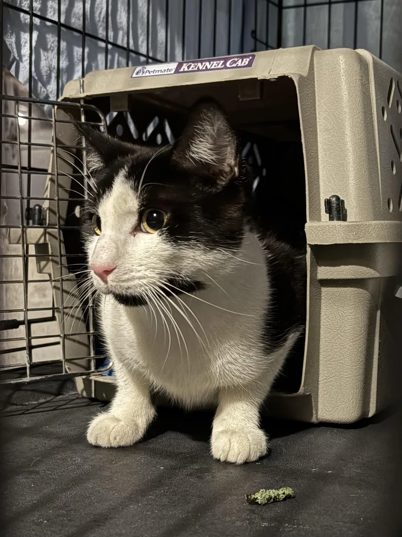 A baby medium-sized male Black & White / Tuxedo Domestic Short Hair cat named Piasa for adoption in Albany, NY