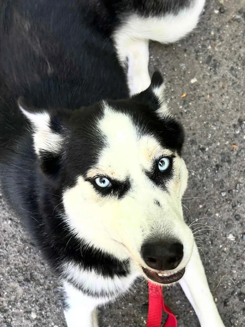 A young large-sized female Tricolor (Brown, Black, & White) Husky dog named Panda for adoption in Sunderland, MD
