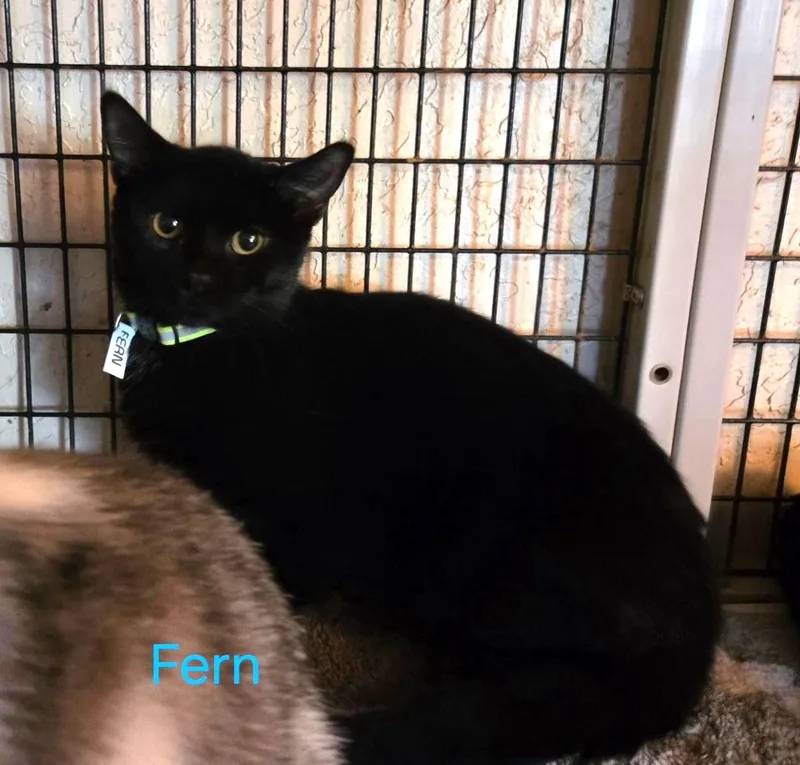 A young medium-sized male Black Domestic Short Hair cat named Fern for adoption in Las Cruces, NM