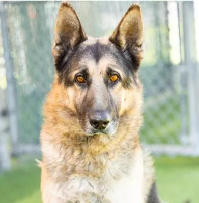 A senior large-sized male Tricolor (Brown, Black, & White) German Shepherd Dog dog named Rian for adoption in Santa Paula, CA