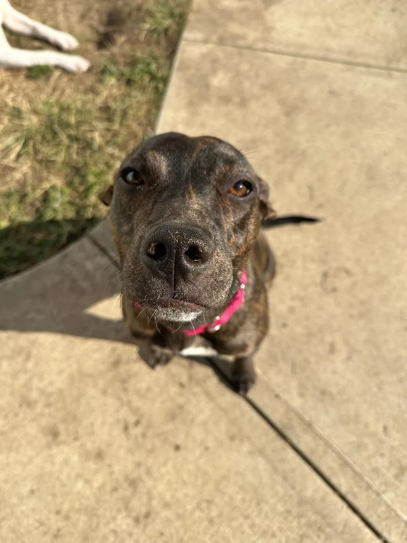 Arya