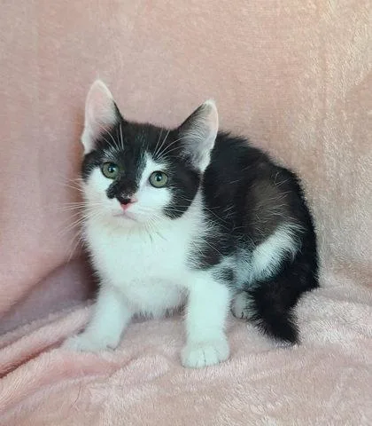 A baby small-sized female Black & White / Tuxedo Domestic Short Hair cat named 7069 (Miny) for adoption in Lake City, MI