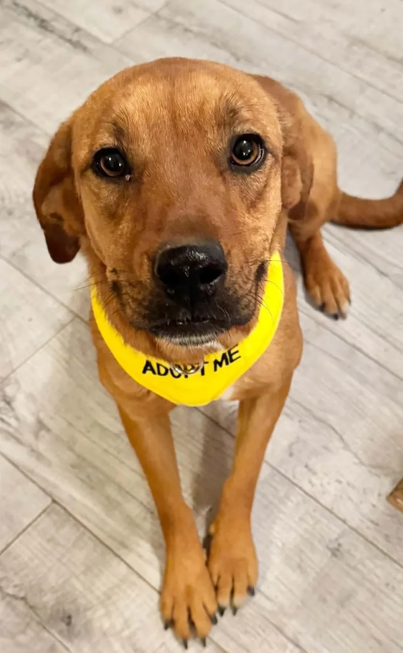 A young medium-sized female Golden Black Mouth Cur dog named Magic Mia for adoption in shepherd, TX