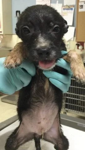 A baby small-sized male Terrier dog named Lucky for adoption in Riverside, CA