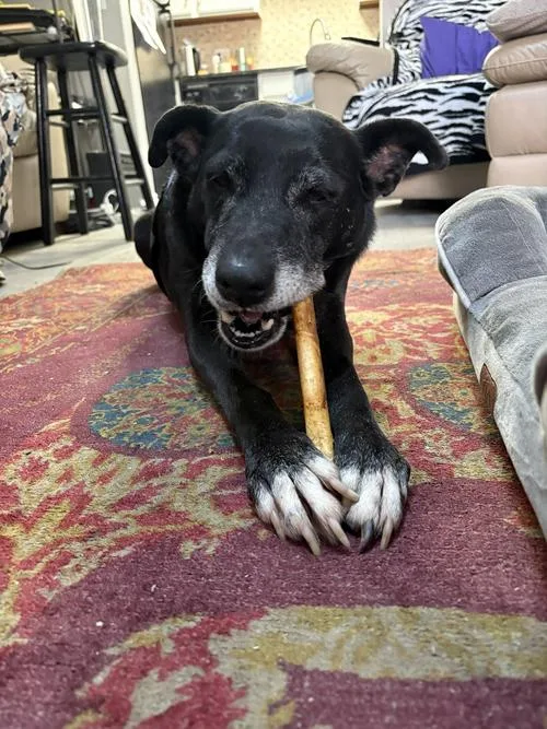 A senior large-sized female Pit Bull Terrier dog named Sky for adoption in Aurora, CO