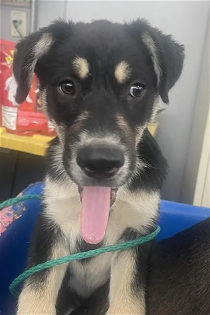 A baby large-sized female Mixed Breed dog named Vulpix for adoption in Dallas, TX