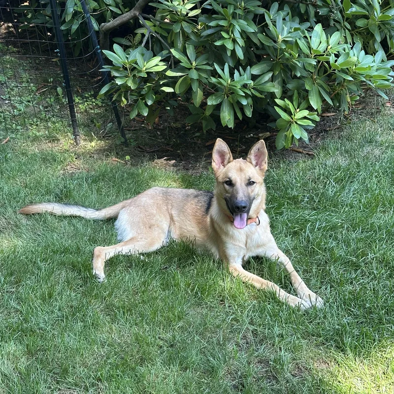Sasha  gentle 