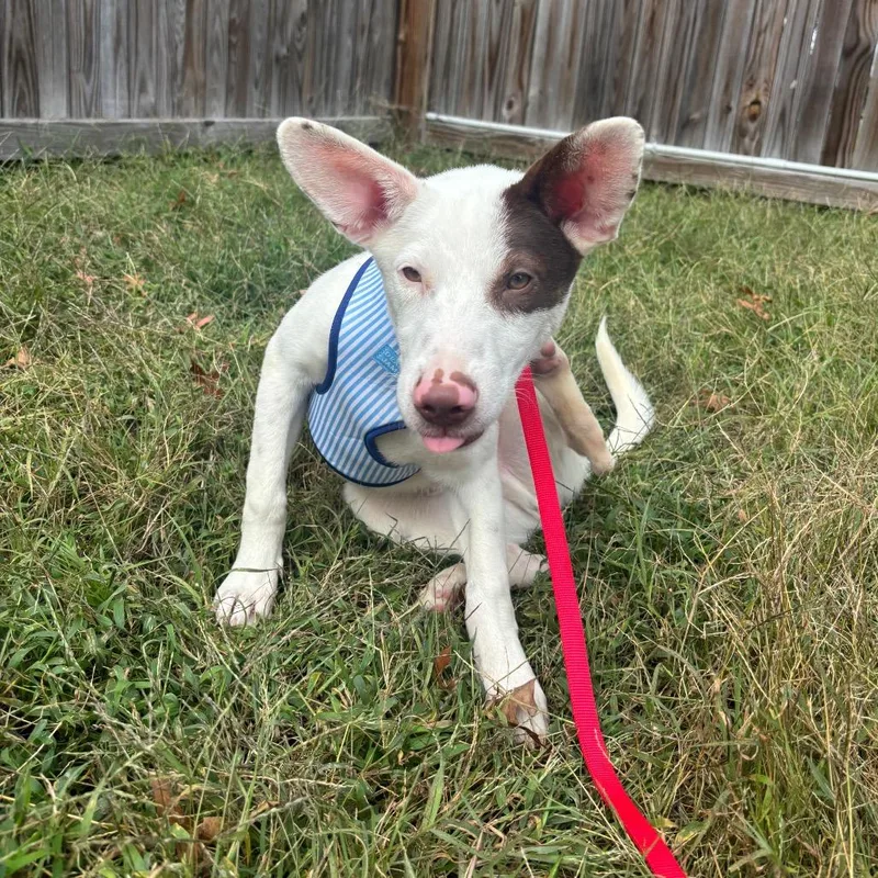 A baby medium-sized male Mixed Breed dog named Mozzy for adoption in Pasadena , MD