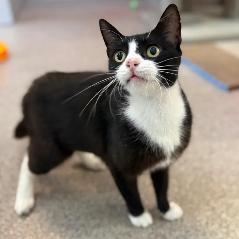 An adult medium-sized female Black Domestic Short Hair cat named Sylvia for adoption in Sarasota, FL