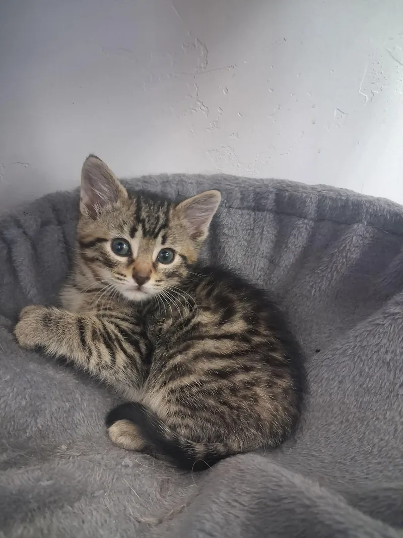 A young medium-sized male Tabby (Brown / Chocolate) Domestic Short Hair cat named Ajax for adoption in Roosevelt, UT