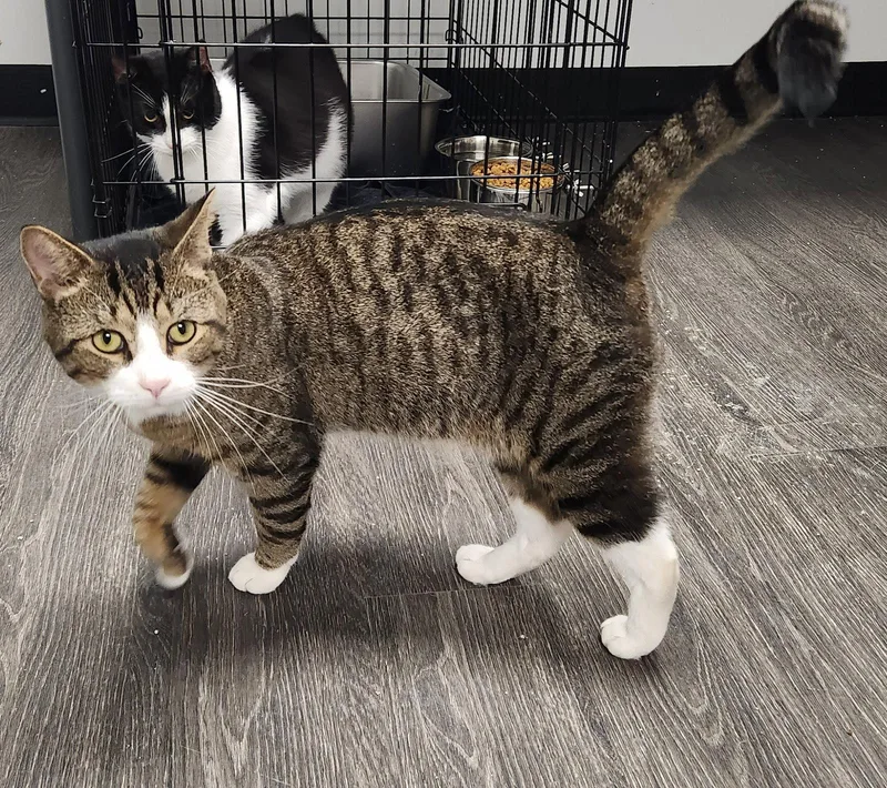 An adult medium-sized male Brown / Chocolate Domestic Short Hair cat named Jack Skellington for adoption in Herndon, VA