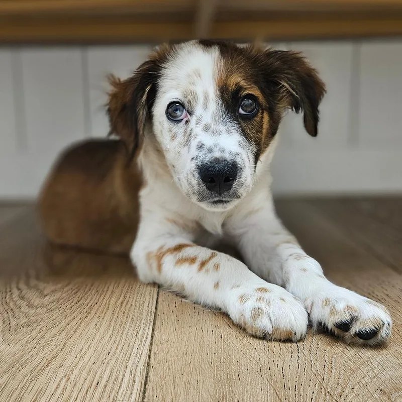 A baby small-sized male Brown / Chocolate Cattle Dog dog named Cheerio for adoption in Chesapeake, VA