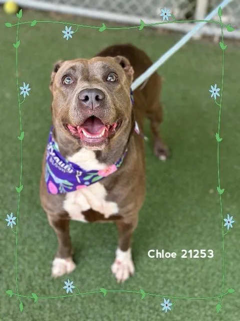 An adult large-sized female Yellow / Tan / Blond / Fawn Pit Bull Terrier dog named Chloe for adoption in Marietta, GA