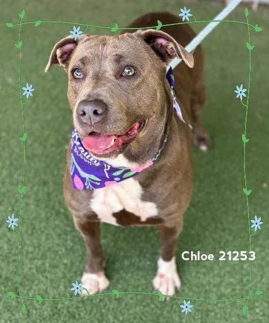 Chloe thumbnail 4