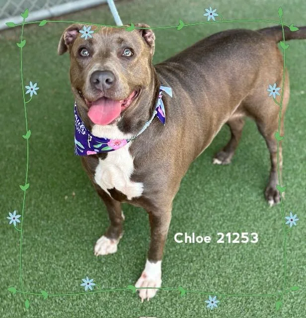 Chloe thumbnail 5