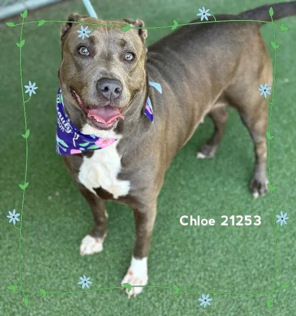 Chloe thumbnail 6